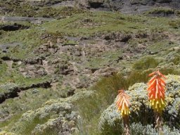 Kniphofia ritualis and helichrysums